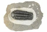 Detailed Austerops Trilobite - Visible Eye Facets #189834-1